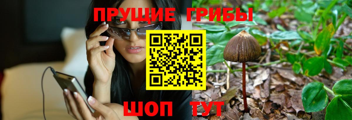 Партизанск  Галлюциногенные грибы GOLDEN TEACHER  Вход с VPN 